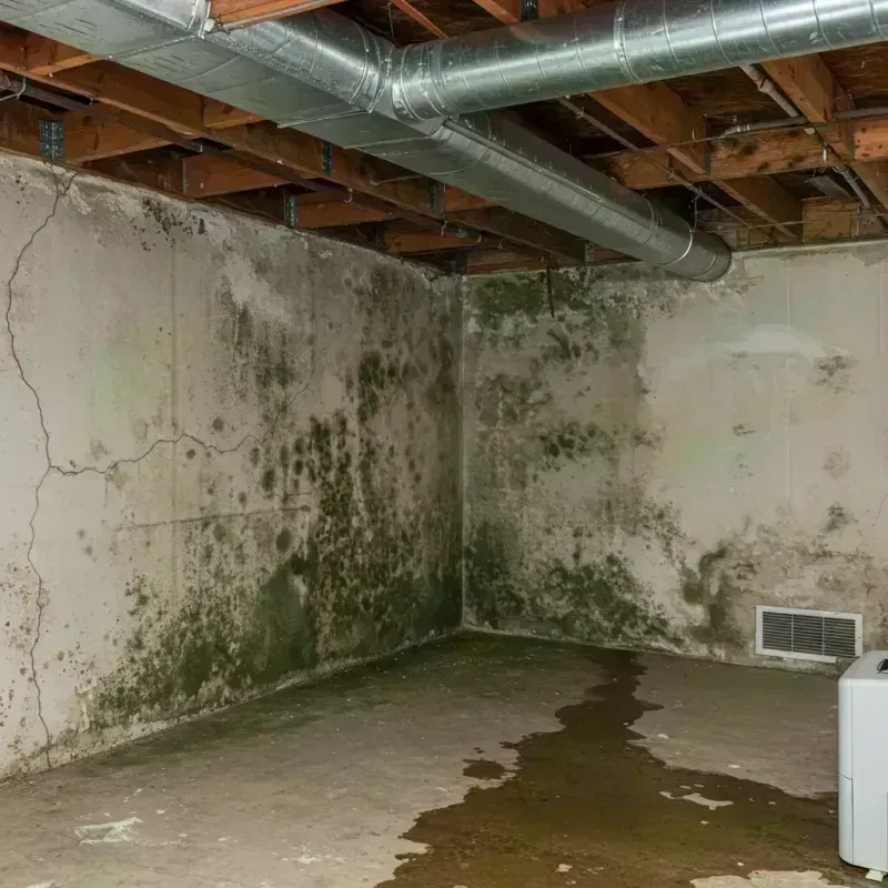 Professional Mold Removal in White Sulphur Springs, WV